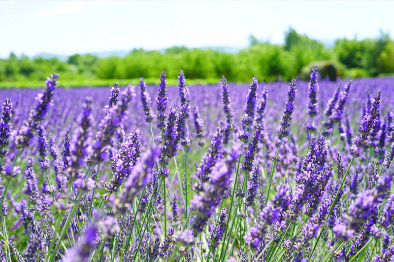 Aromaterapia Vedica Maharishi